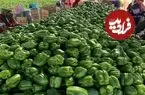 ببینید| مراحل کاشت، برداشت و فرآوری فلفل دلمه ای در کانادا