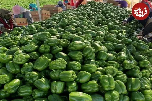 ببینید| مراحل کاشت، برداشت و فرآوری فلفل دلمه ای در کانادا