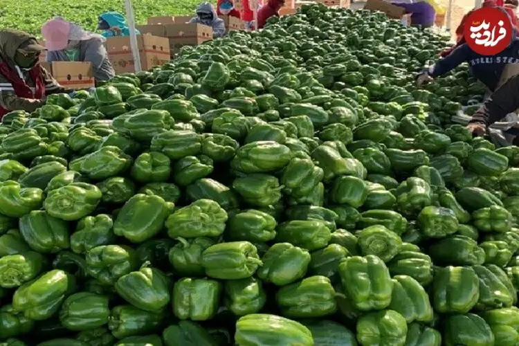 ببینید| مراحل کاشت، برداشت و فرآوری فلفل دلمه ای در کانادا