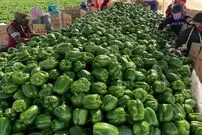 ببینید| مراحل کاشت، برداشت و فرآوری فلفل دلمه ای در کانادا
