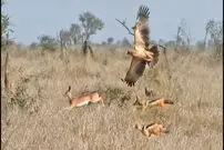 ببینید| حمله همزمان عقاب و دو شغال گرسنه به یک آهو