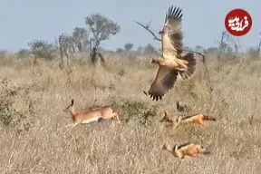 ببینید| حمله همزمان عقاب و دو شغال گرسنه به یک آهو
