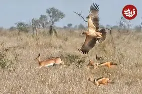ببینید| حمله همزمان عقاب و دو شغال گرسنه به یک آهو