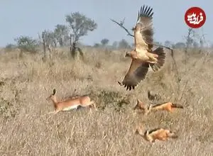 ببینید| حمله همزمان عقاب و دو شغال گرسنه به یک آهو
