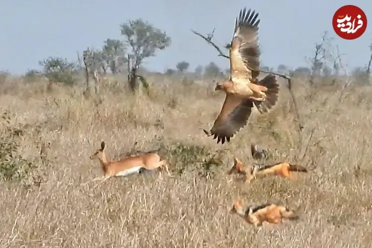 ببینید| حمله همزمان عقاب و دو شغال گرسنه به یک آهو