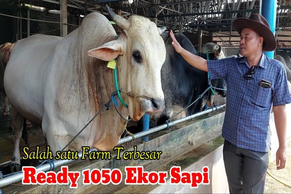 (ویدئو) این گاوداری اندونزیایی بزرگترین گاوهای آسیا را پرورش می دهد