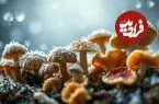 این قارچ جادویی آب را تبدیل به یخ می‌کند