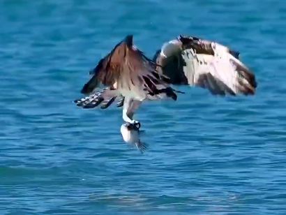 ( ویدیو) ضعف عجیب عقاب در شکار ماهی بادکنکی