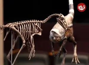 کشف دایناسوری اندازۀ کلاغ!