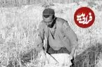 عکس| سفر زمان؛ برداشت خانوادگی محصول در مزارع اصفهان؛ سال‌های دهۀ 30