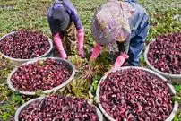 ببینید| روند برداشت صدها کیلو نیلوفر آبی، فرآوری و پخت غذاهای متنوع با آن ها در چین