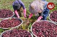 ببینید| روند برداشت صدها کیلو نیلوفر آبی، فرآوری و پخت غذاهای متنوع با آن ها در چین