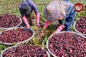 ببینید| روند برداشت صدها کیلو نیلوفر آبی، فرآوری و پخت غذاهای متنوع با آن ها در چین