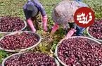 ببینید| روند برداشت صدها کیلو نیلوفر آبی، فرآوری و پخت غذاهای متنوع با آن ها در چین