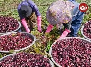 ببینید| روند برداشت صدها کیلو نیلوفر آبی، فرآوری و پخت غذاهای متنوع با آن ها در چین