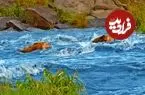 ببینید| عبور پردردسر شیرهای نر از رودخانه ای خروشان