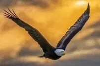 (عکس) مقایسه تخصصی عقاب و شاهین از ظاهر تا قدرت آن ها