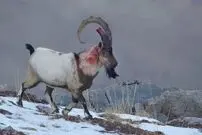 ( عکس) صحنه استثنایی از نبردی خونین در طبیعت ایران 