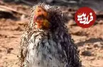 ببینید| رفتار شگفت‌انگیز یک پرنده با حمام مورچه‌ای