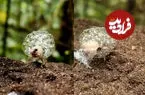 ببینید| خانه‌ای از حباب؛ ترفند بقای حشره‌ای در جنگل‌های بارانی