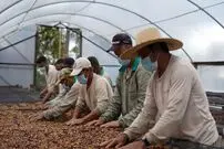 این قهوه‌ تولید شده از فضله پرندگان، قیمت طلا دارد
