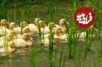 (ویدئو) روش جالب چینی‌ها برای کنترل آفات به کمک اردک