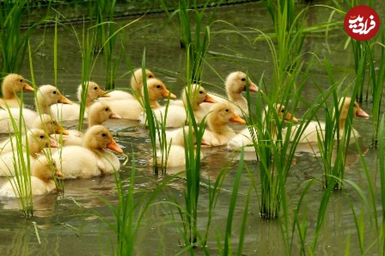 (ویدئو) روش جالب چینی‌ها برای کنترل آفات به کمک اردک