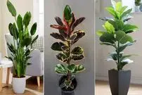 ببینید| پنج گیاه آپارتمانی برای خانه‌های کم‌نور؛ پنج گیاه برای غرق نور