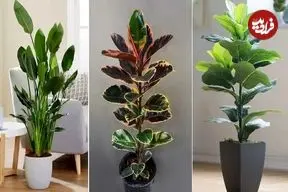 ببینید| پنج گیاه آپارتمانی برای خانه‌های کم‌نور؛ پنج گیاه برای غرق نور