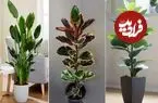 ببینید| پنج گیاه آپارتمانی برای خانه‌های کم‌نور؛ پنج گیاه برای غرق نور