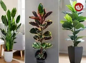 ببینید| پنج گیاه آپارتمانی برای خانه‌های کم‌نور؛ پنج گیاه برای غرق نور