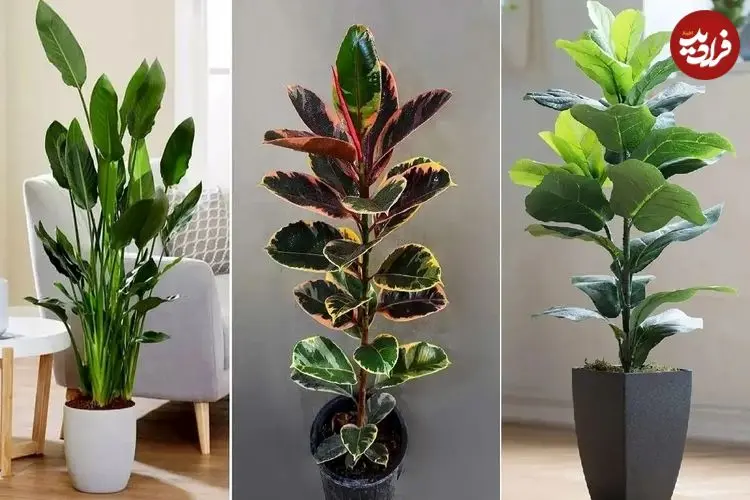 ببینید| پنج گیاه آپارتمانی برای خانه‌های کم‌نور؛ پنج گیاه برای غرق نور