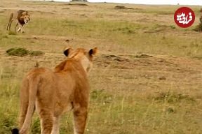 ببینید| لاشه دزدی از کفتارها به سبک شیر نر قلدر!