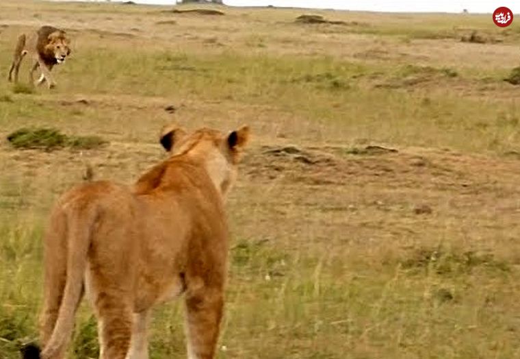 ببینید| لاشه دزدی از کفتارها به سبک شیر نر قلدر!