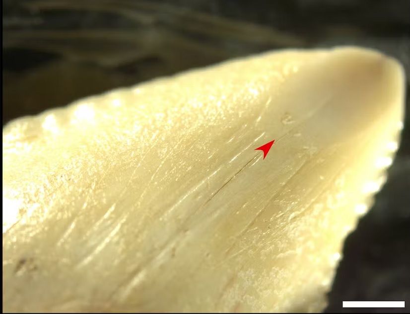 کشف سلاح‌های 7 هزارساله از جنس «دندان کوسه» (تصاویر)