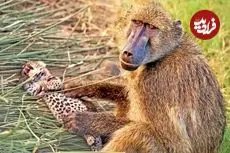 ببینید| اتفاقی عجیب در حیات وحش: بابون مادرخوانده یک توله پلنگ شد!