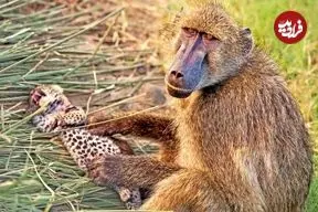 ببینید| اتفاقی عجیب در حیات وحش: بابون مادرخوانده یک توله پلنگ شد!