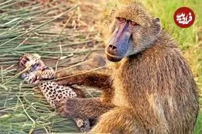 ببینید| اتفاقی عجیب در حیات وحش: بابون مادرخوانده یک توله پلنگ شد!