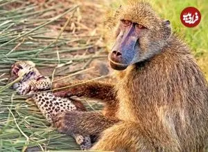 ببینید| اتفاقی عجیب در حیات وحش: بابون مادرخوانده یک توله پلنگ شد!
