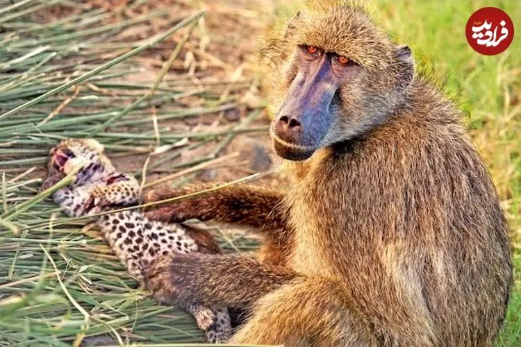 ببینید| اتفاقی عجیب در حیات وحش: بابون مادرخوانده یک توله پلنگ شد!