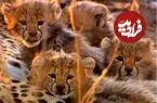 ببینید| ثبت لحظه‌ای نادر در حیات‌وحش؛ مشاهده یوزپلنگ مادر با ۷ توله