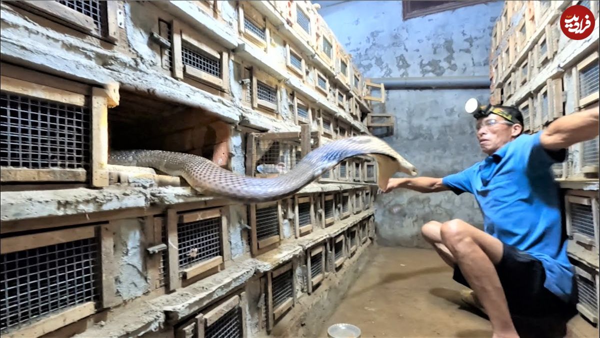 (ویدئو) چگونه کشاورزان ویتنامی میلیون ها دلار از پرورش مار کبرا به دست می آورند؟