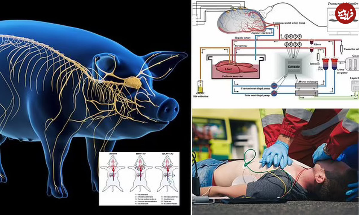 دانشمندان چینی موفق به احیای مغز یک خوک پس از مرگ شدند