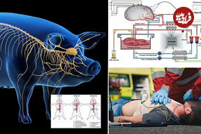 دانشمندان چینی موفق به احیای مغز یک خوک پس از مرگ شدند