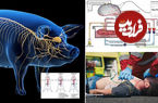 دانشمندان چینی موفق به احیای مغز یک خوک پس از مرگ شدند