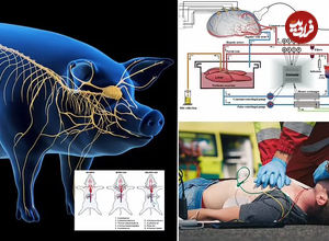 دانشمندان چینی موفق به احیای مغز یک خوک پس از مرگ شدند