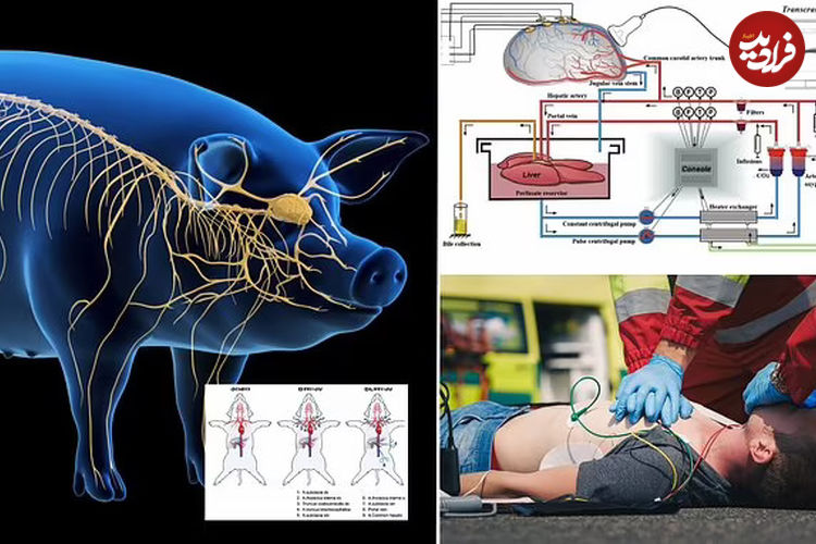 دانشمندان چینی موفق به احیای مغز یک خوک پس از مرگ شدند