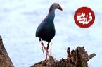 تصاویر؛ کیاکلایه بهشت «پرنده نگری» در قلب گیلان