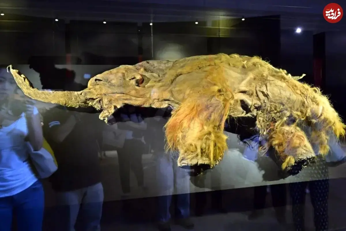 عکس| احتمال بازگرداندن ماموت‌های پشمالو پس از کشف RNA یک لاشه یخ‌زده ۳۹٬۰۰۰ ساله