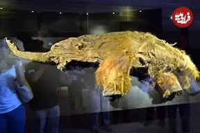 عکس| احتمال بازگرداندن ماموت‌های پشمالو پس از کشف RNA یک لاشه یخ‌زده ۳۹٬۰۰۰ ساله